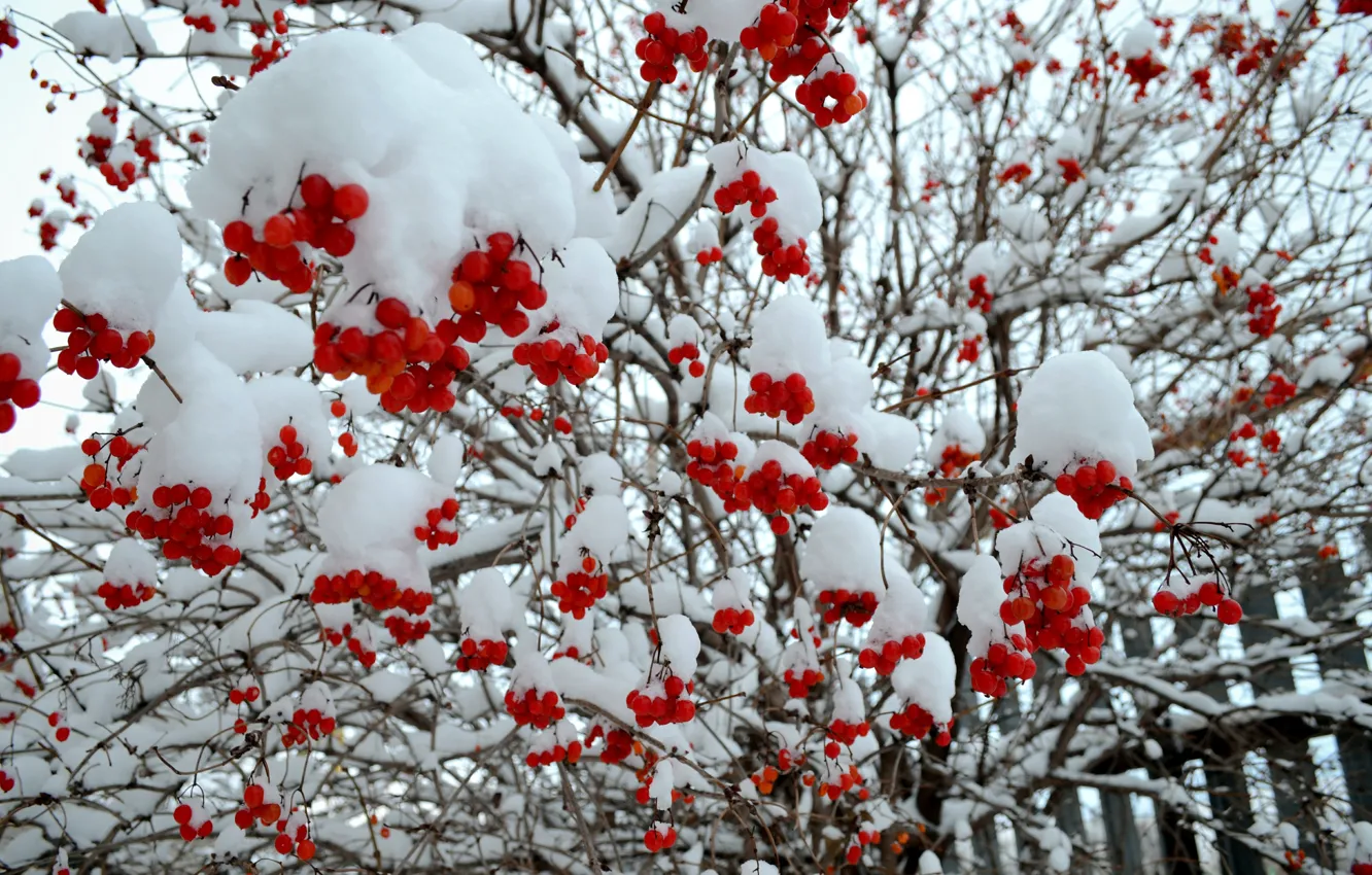 Photo wallpaper winter, snow, tree, red, Rowan