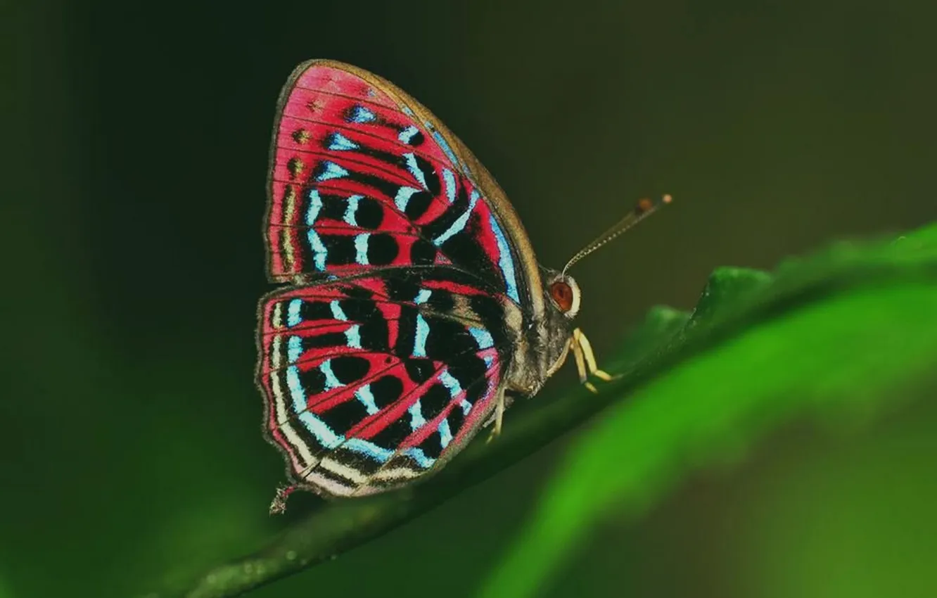 Photo wallpaper microsemi, butterfly, leaf, wings, insect, closeup