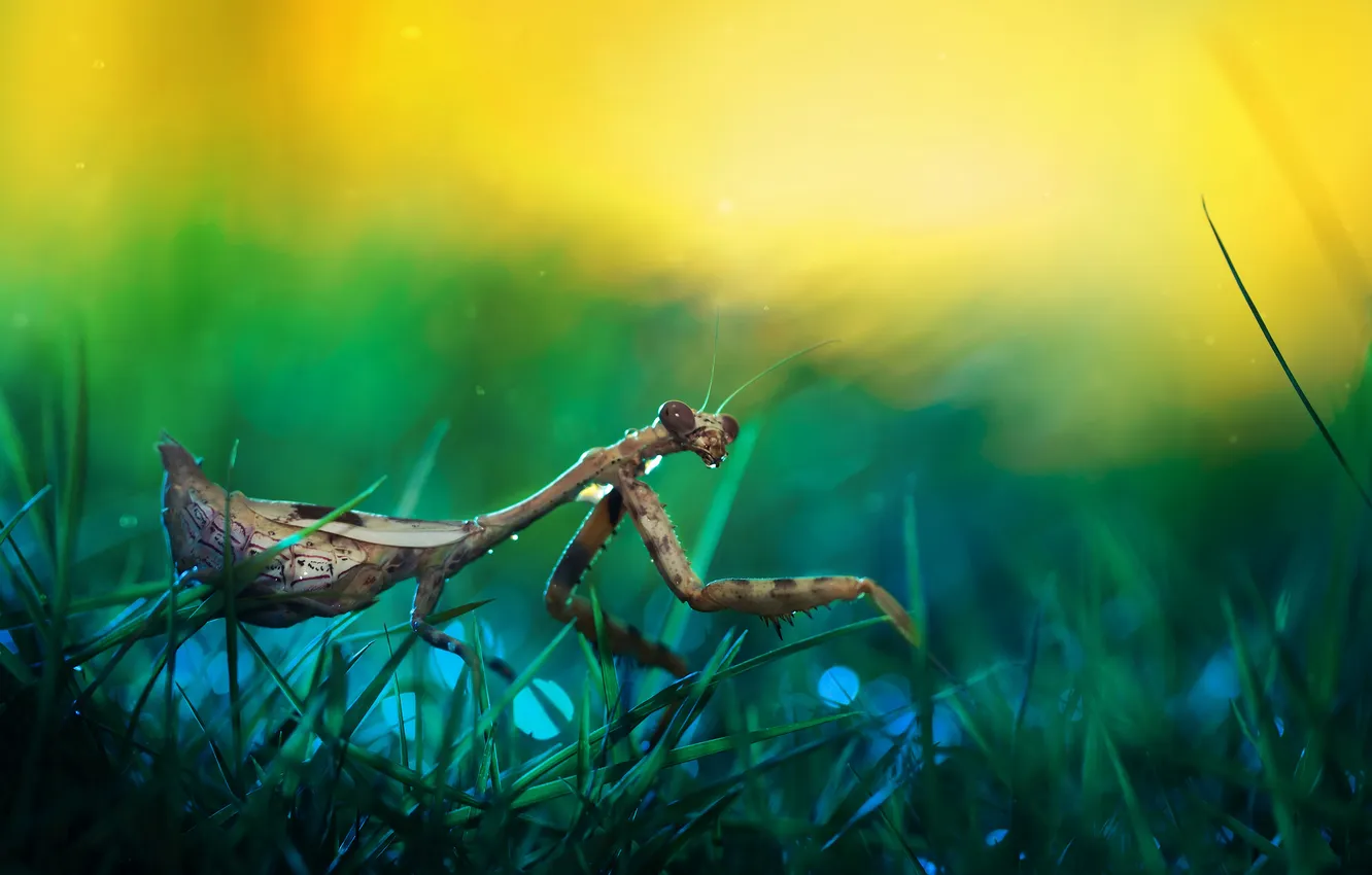 Photo wallpaper grass, mantis, bokeh