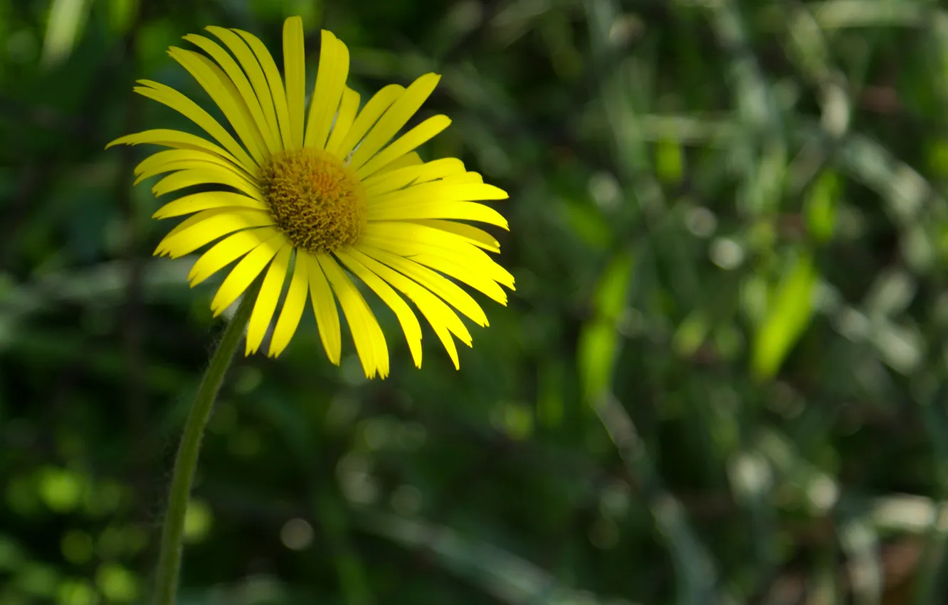 Photo wallpaper macro, flowers, yellow