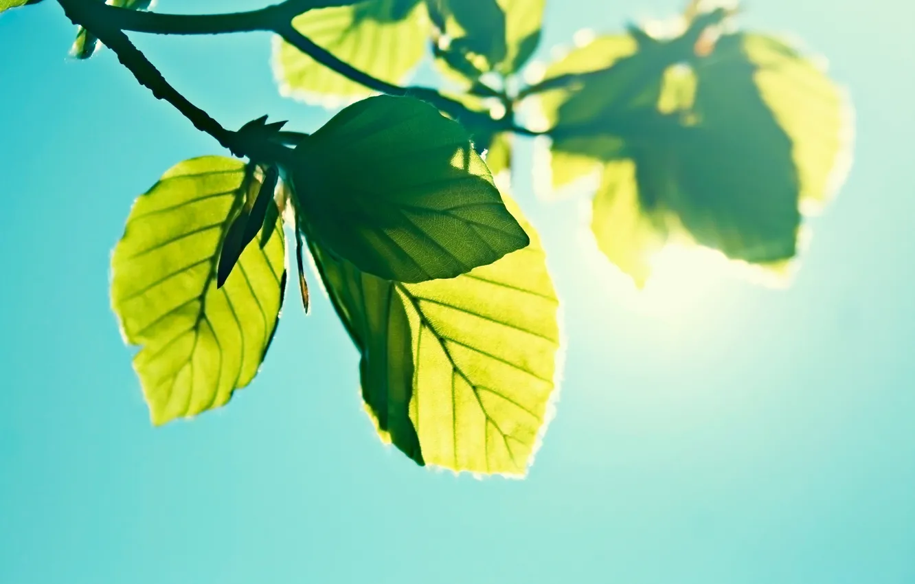 Photo wallpaper the sky, the sun, foliage