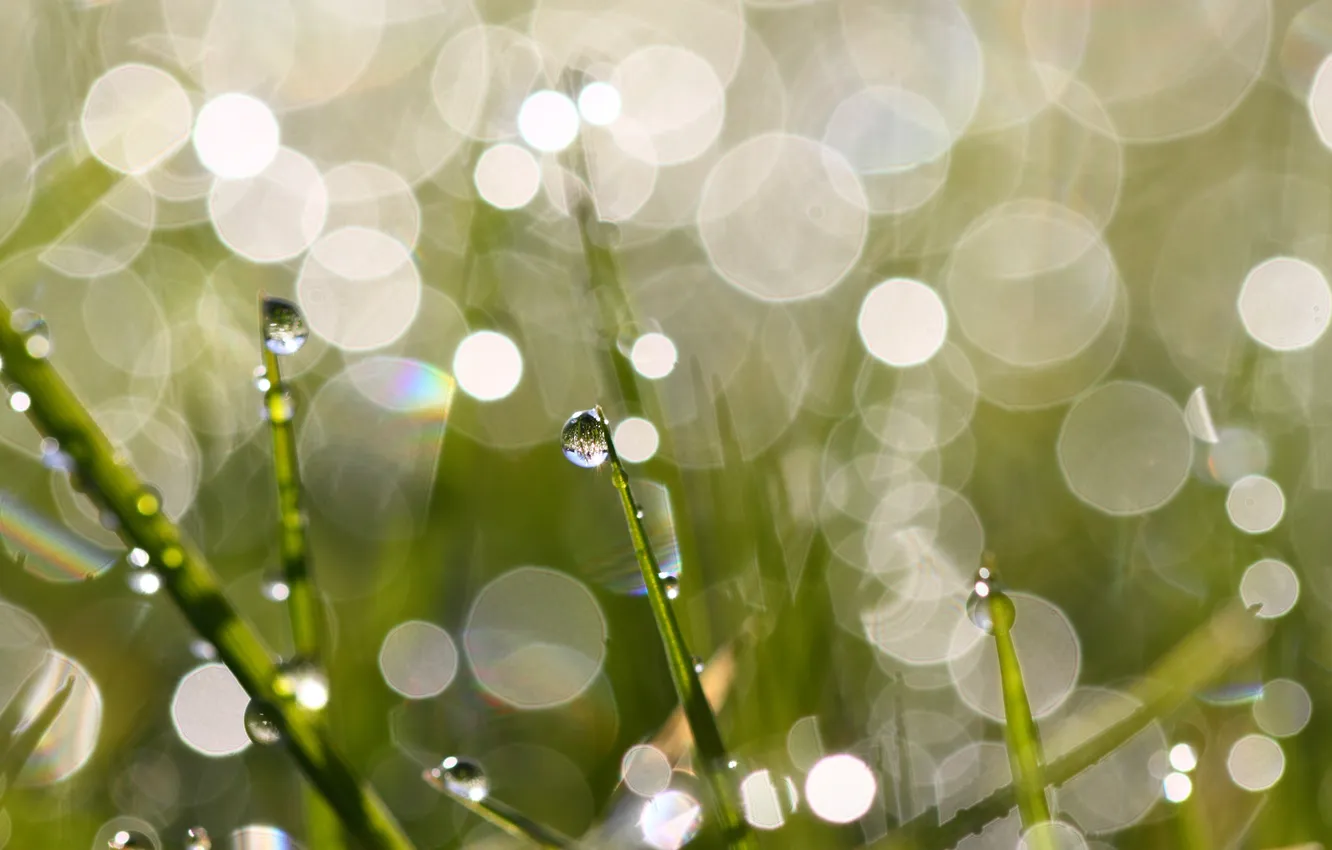 Photo wallpaper grass, macro, glare