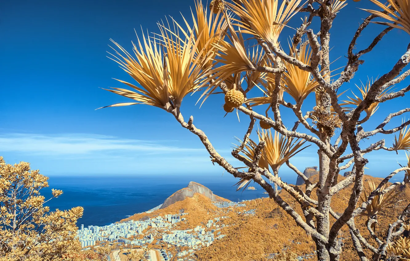 Photo wallpaper sea, the sky, trees, mountains, the city