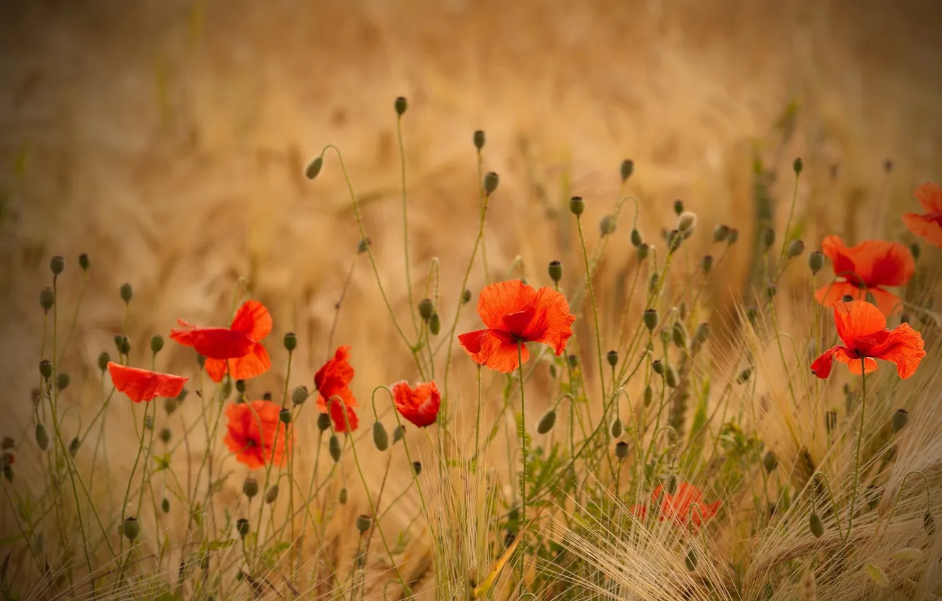 Photo wallpaper wheat, field, Maki, ears