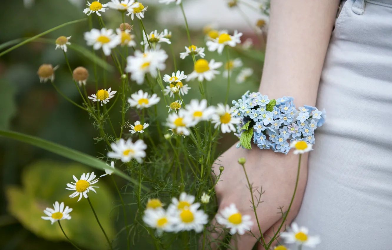 Photo wallpaper chamomile, Spring, Flowers, Bracelet, Flowers, Spring, forget-me-nots, Bracelet