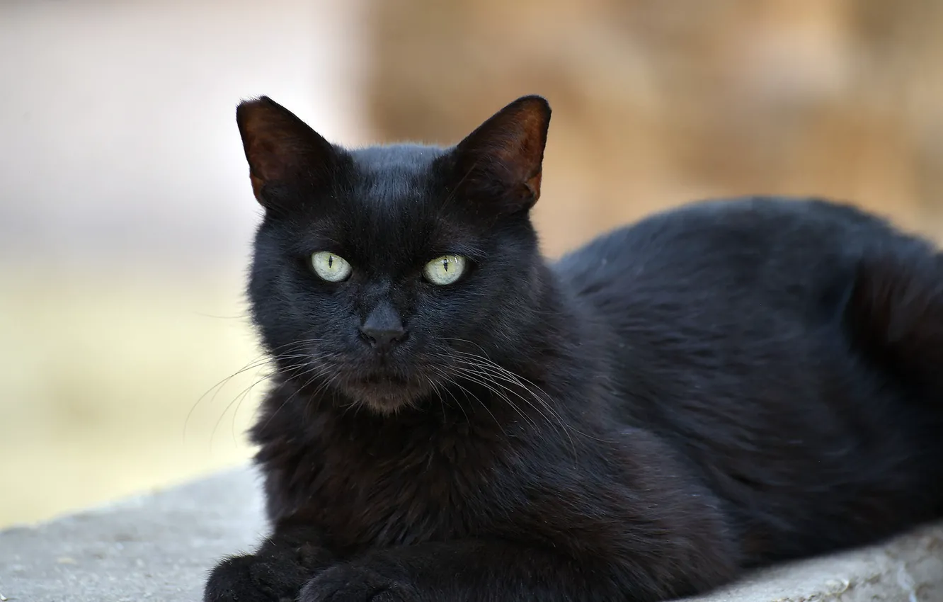 Photo wallpaper blurred background, lying on the floor, lying on the stone