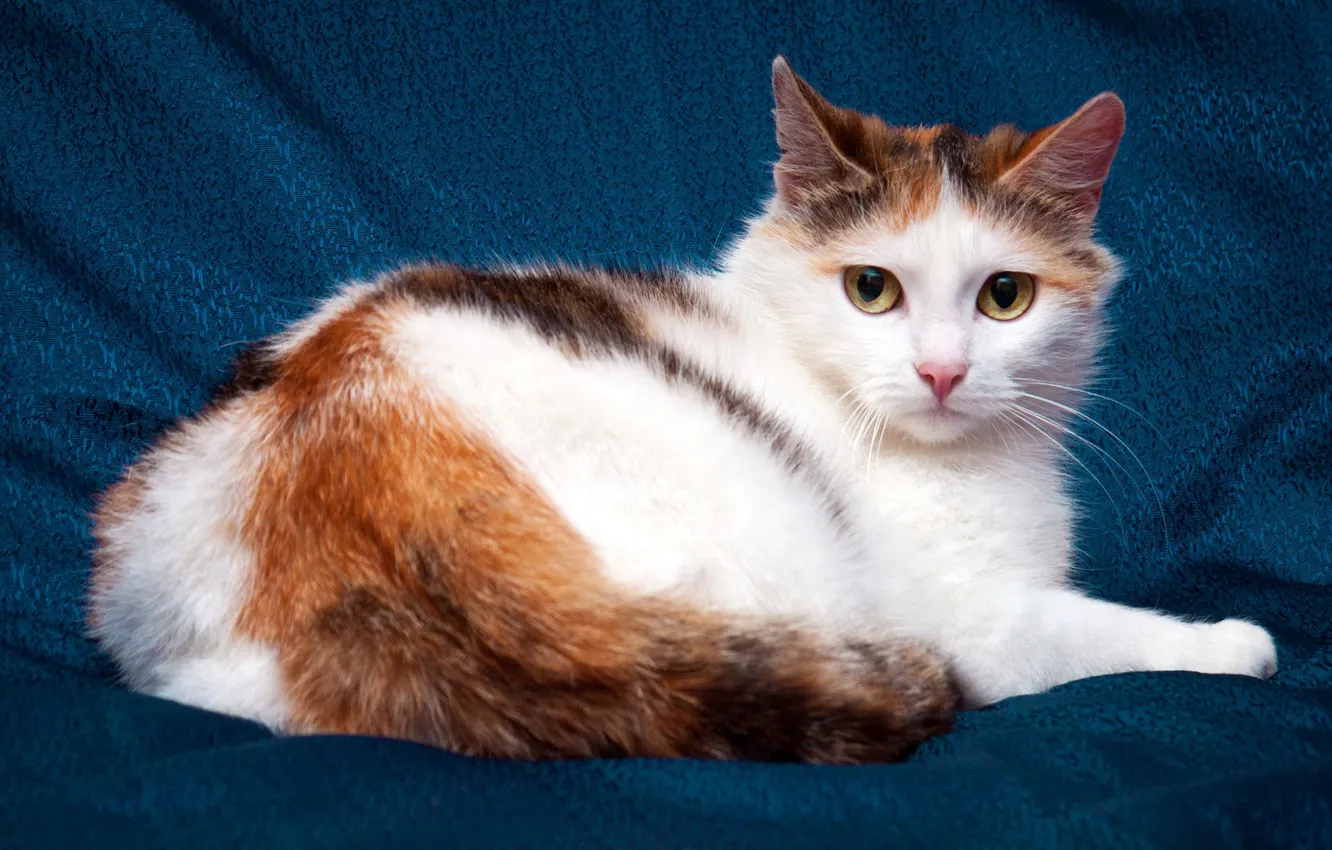 Photo wallpaper cat, white, eyes, cat, look, blue, yellow, background