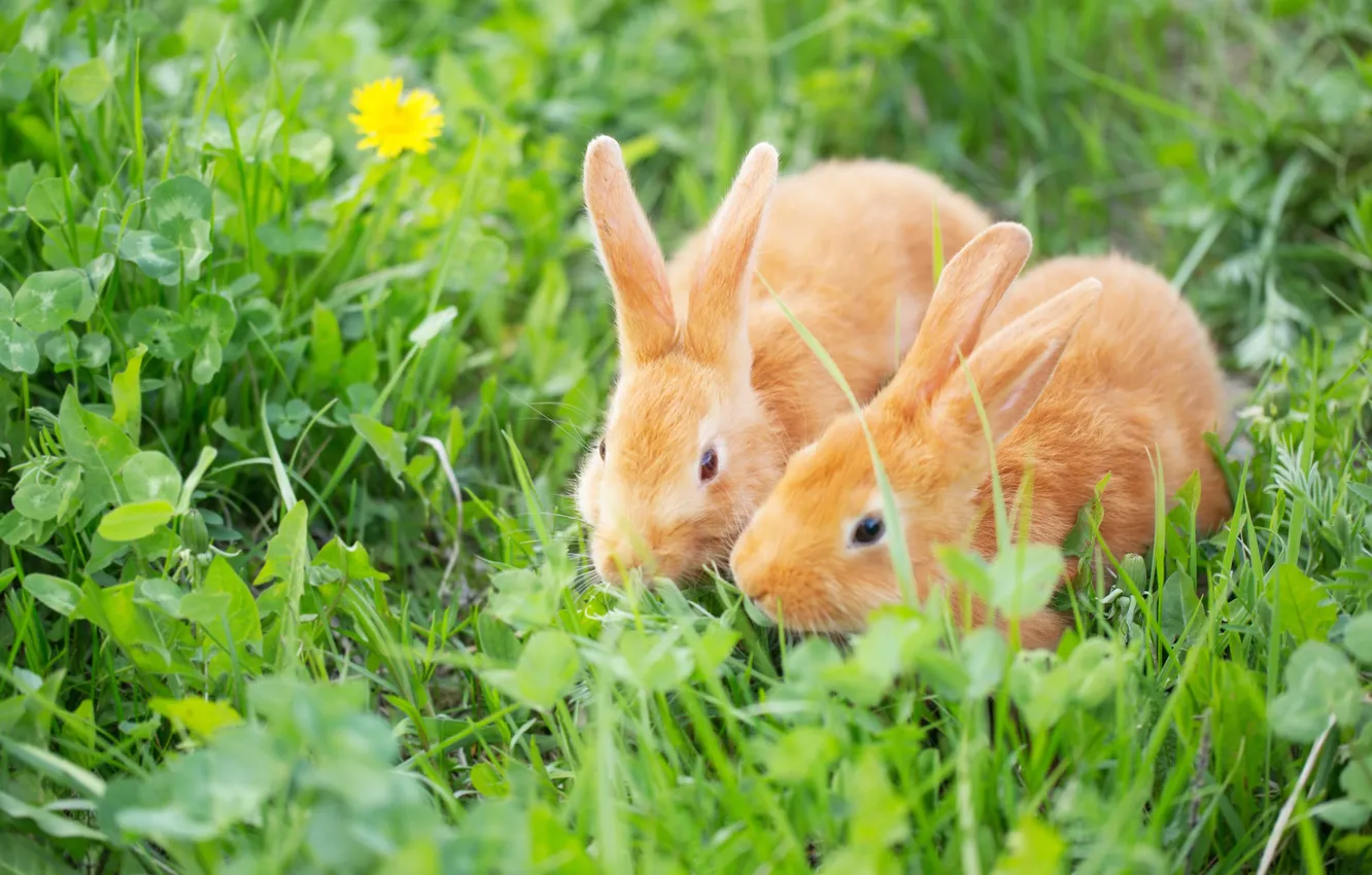 Photo wallpaper greens, grass, look, dandelion, glade, spring, rabbit, red