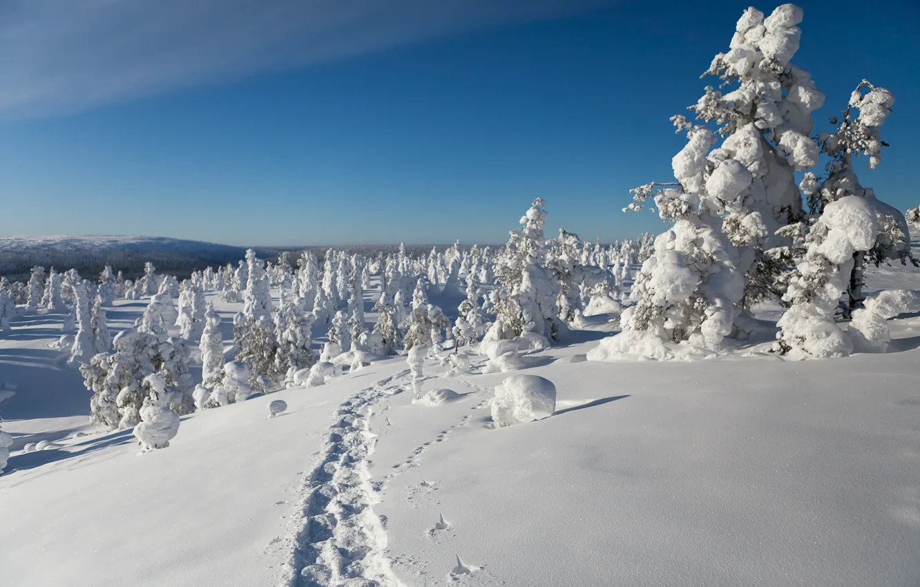 Photo wallpaper winter, snow, trees, traces, Finland, Finland, Lapland, Lapland