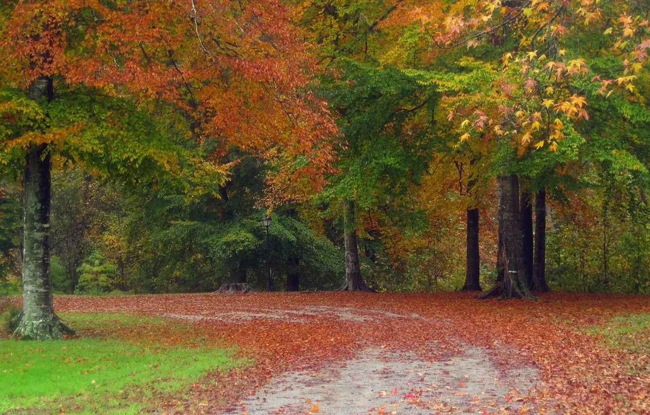 Photo wallpaper road, leaves, trees, yellow
