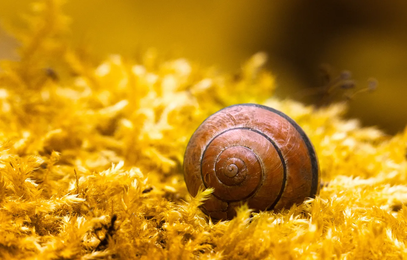 Photo wallpaper macro, plant, moss, snail, spiral, sink, shell, yellow