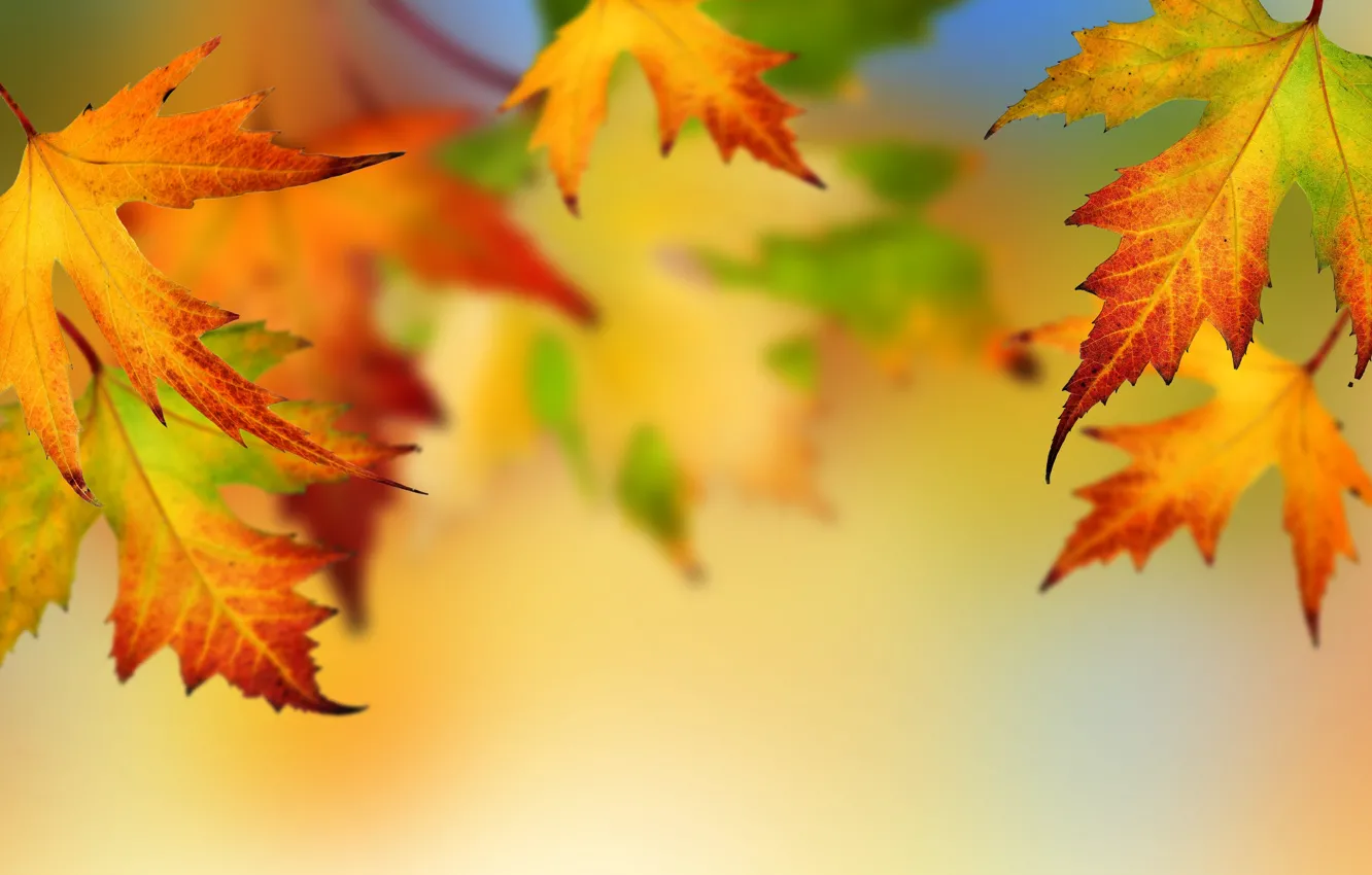 Photo wallpaper autumn, leaves, bright colors