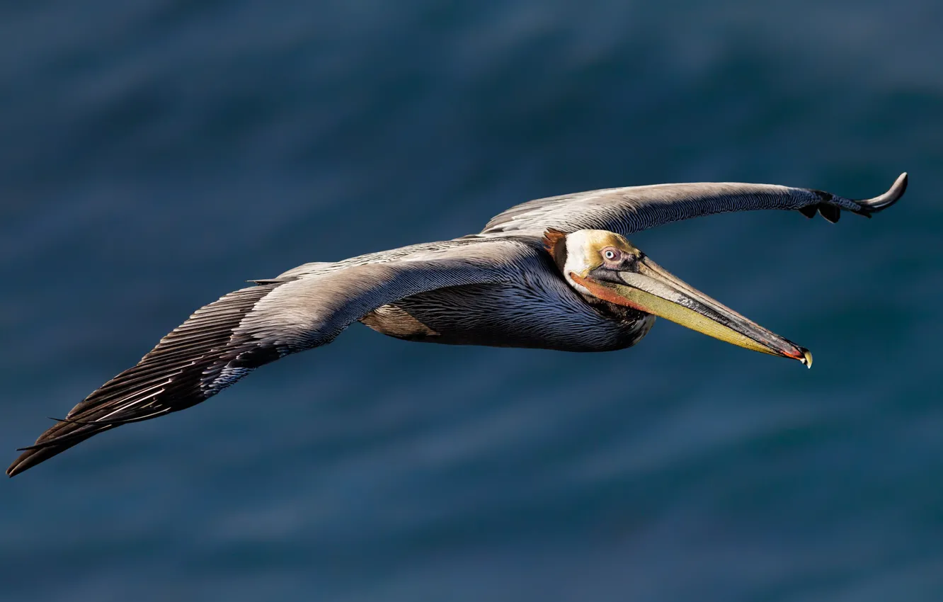 Photo wallpaper flight, bird, Pelican, American brown Pelican