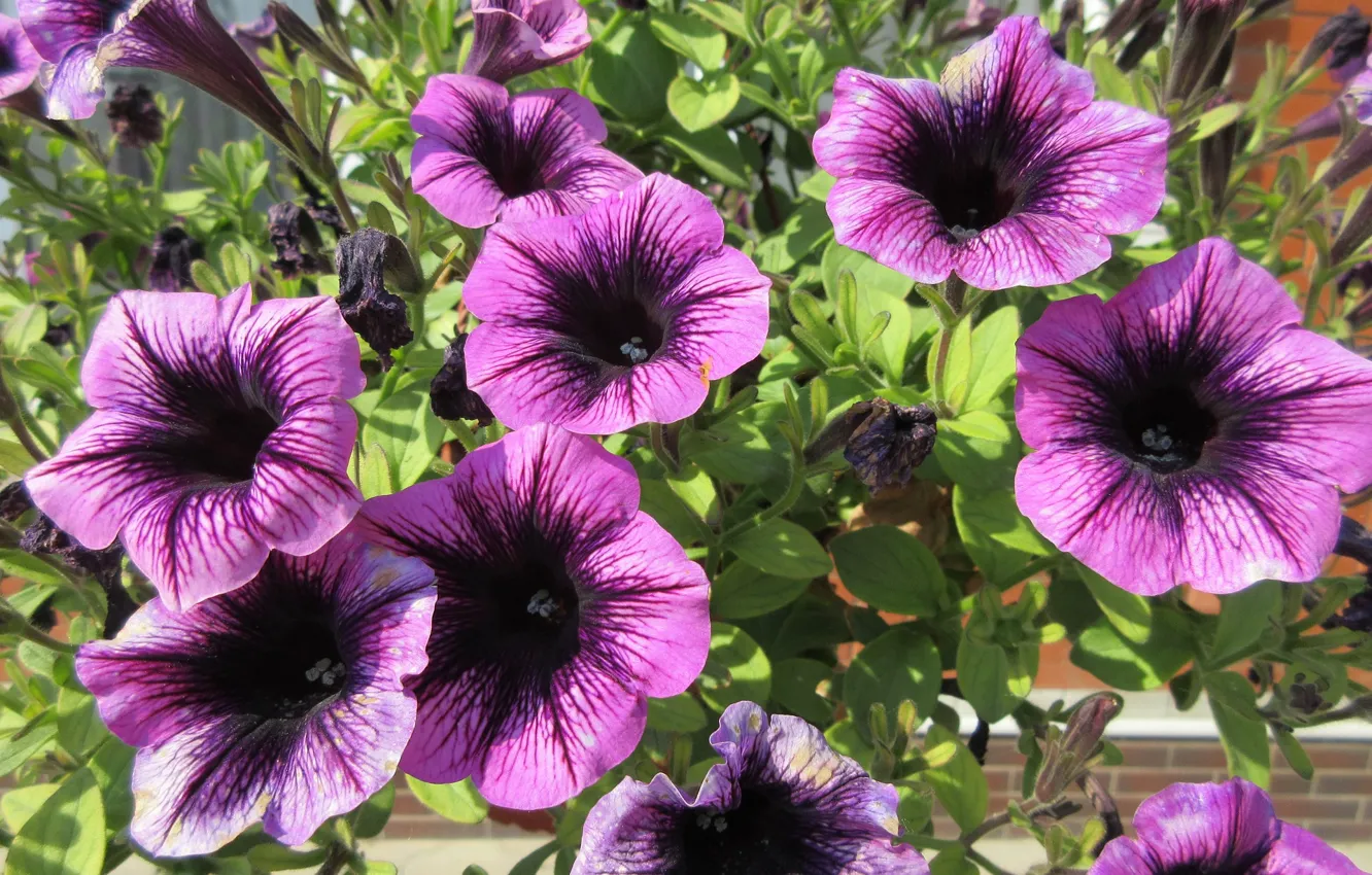 Photo wallpaper flowers, Petunia, Purple Petunias, Meduzanol ©, Summer 2018