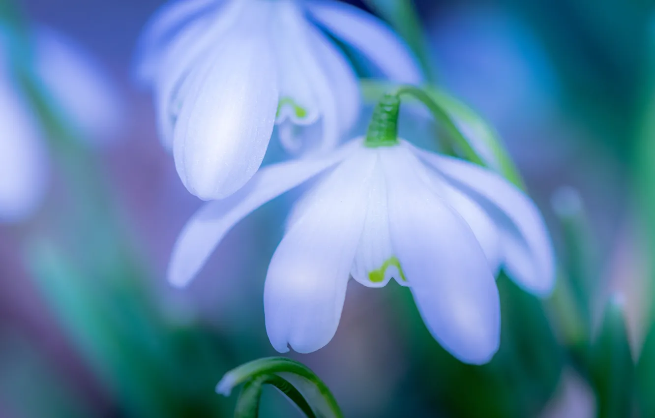 Photo wallpaper macro, spring, petals, snowdrops, bokeh