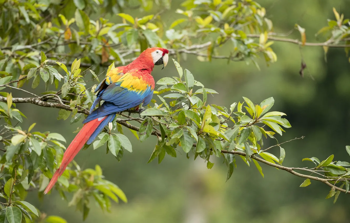 Photo wallpaper trees, branches, nature, stay, bird, parrot, Ara