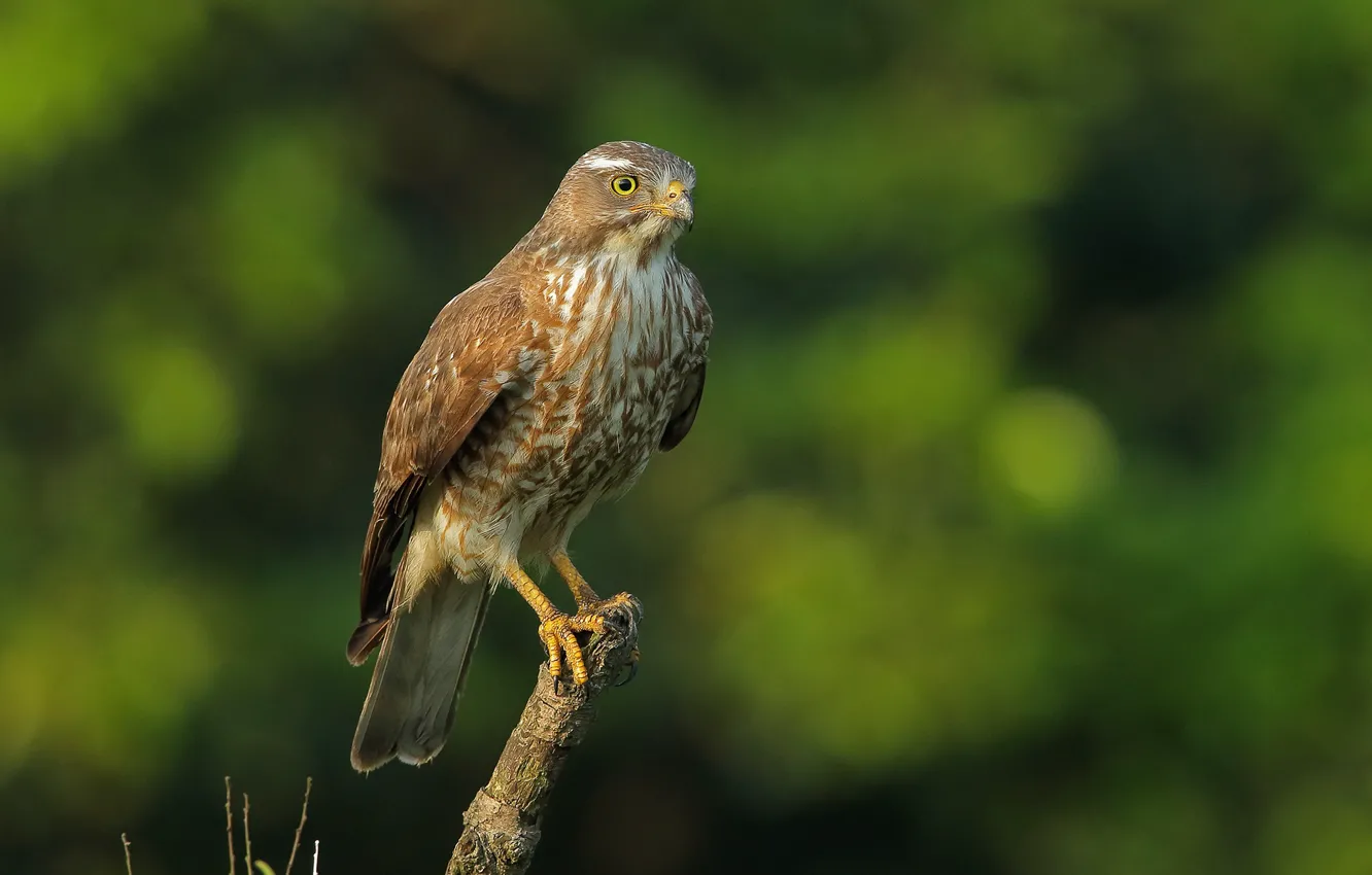 Photo wallpaper bird, predator, hawk Buzzard