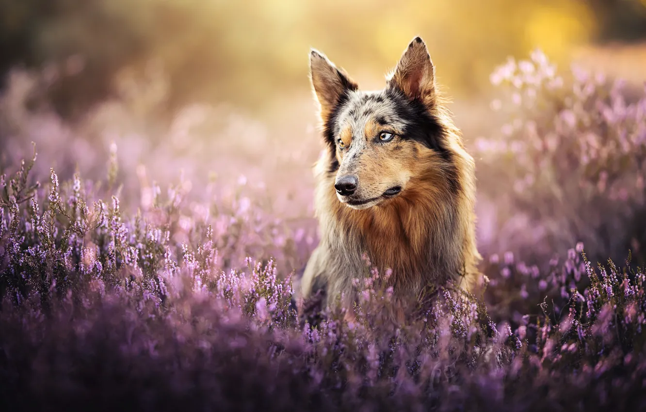 Photo wallpaper face, dog, bokeh, Heather