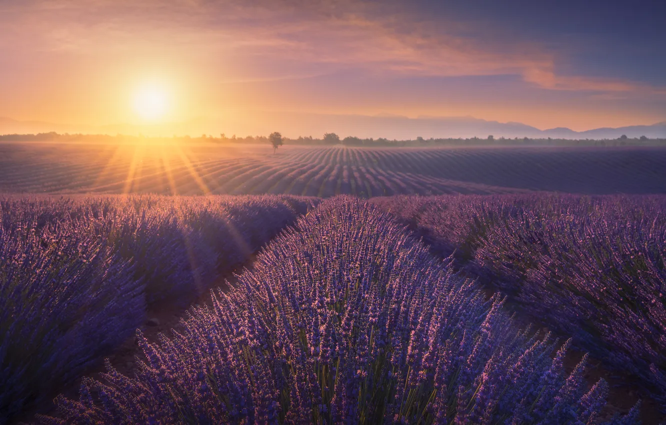 Photo wallpaper the sun, light, morning, lavender, lavender field