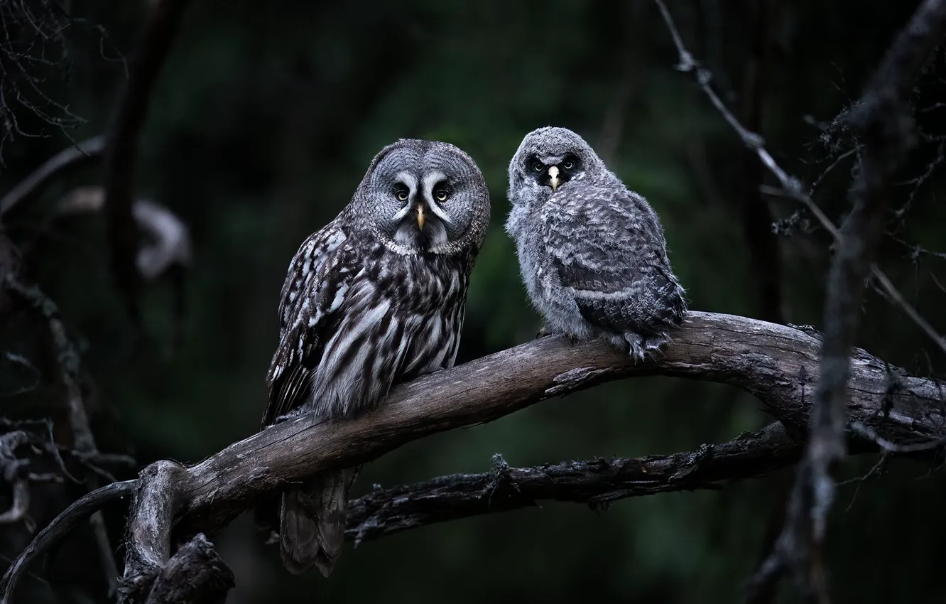 Photo wallpaper forest, look, branches, nature, the dark background, owl, bird, pair