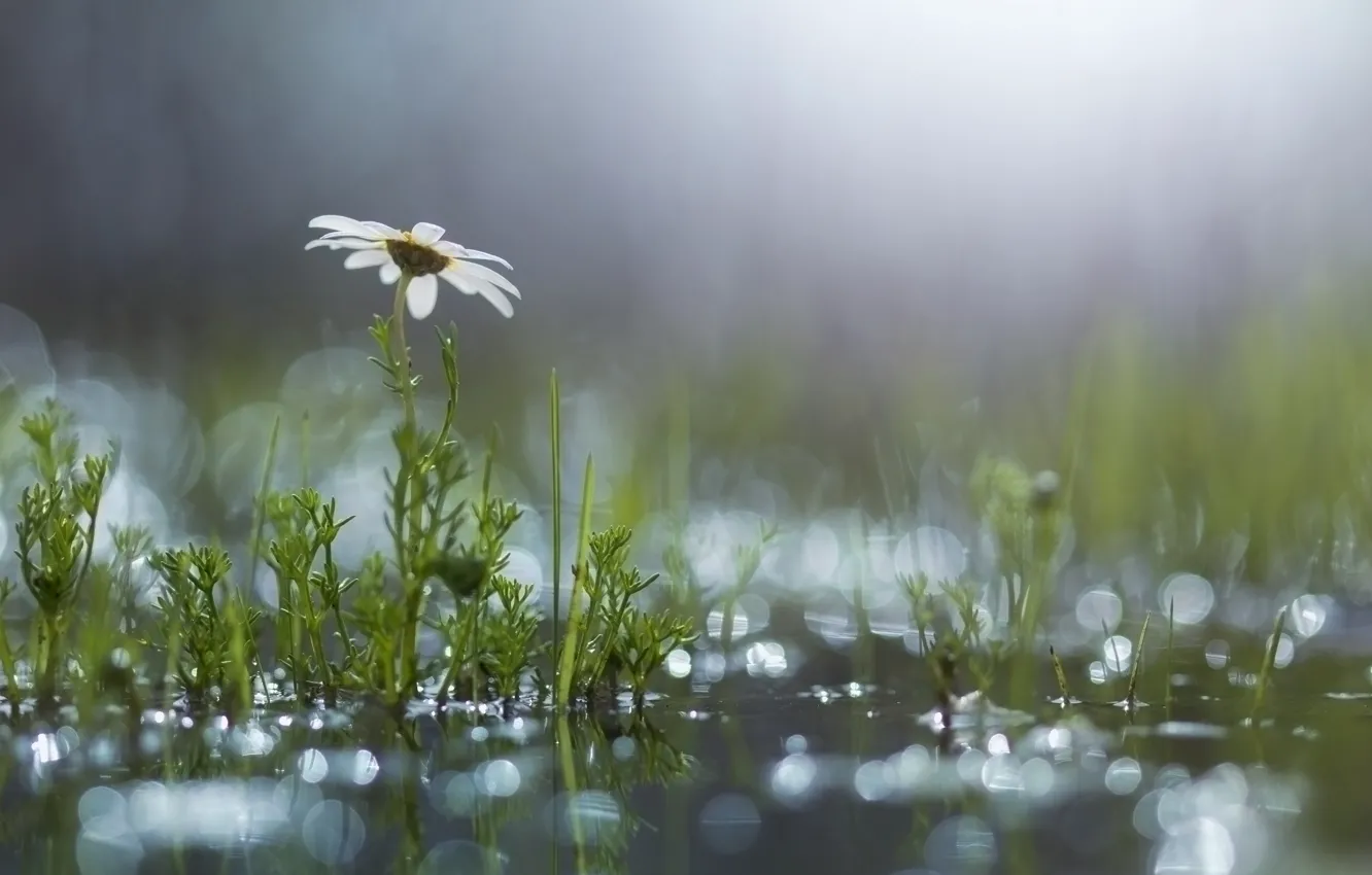 Photo wallpaper grass, flowers, glare, chamomile, puddle, after the rain
