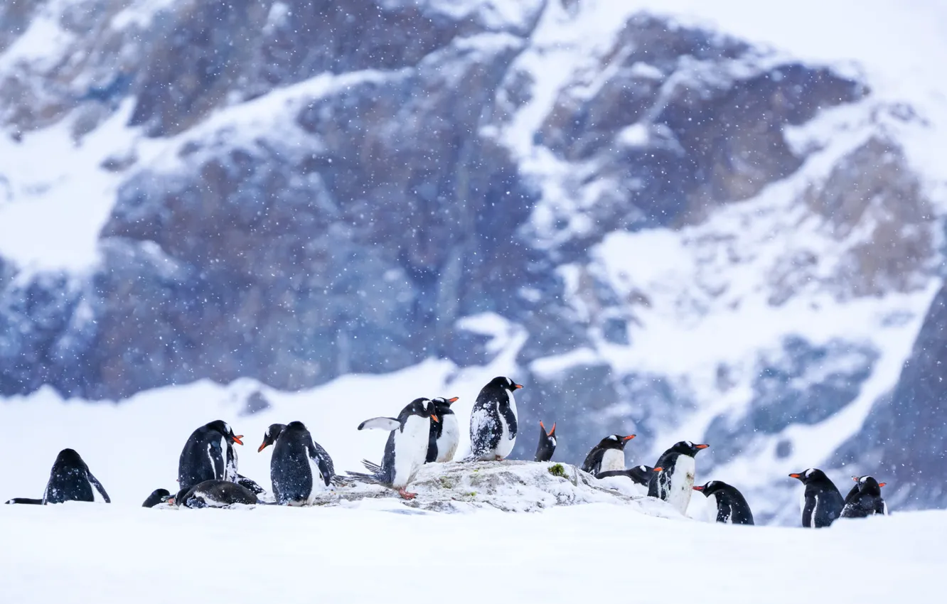 Photo wallpaper winter, snow, mountains, nature, bird, penguins, the snow, company