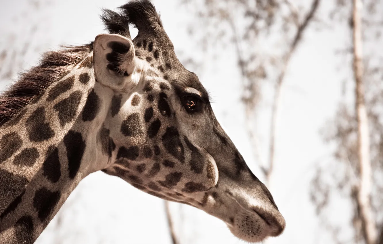 Photo wallpaper macro, nature, giraffe, animal, giraffe