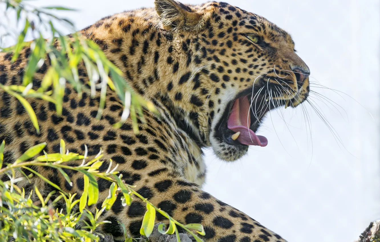 Photo wallpaper cat, face, mouth, leopard, yawns, ©Tambako The Jaguar