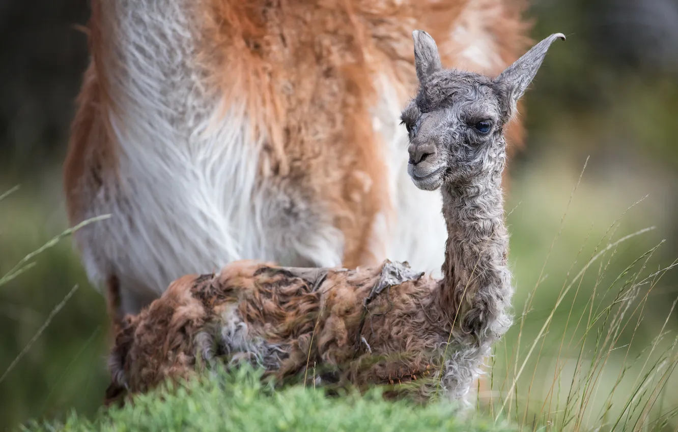 Photo wallpaper baby, newborn, Guanaco