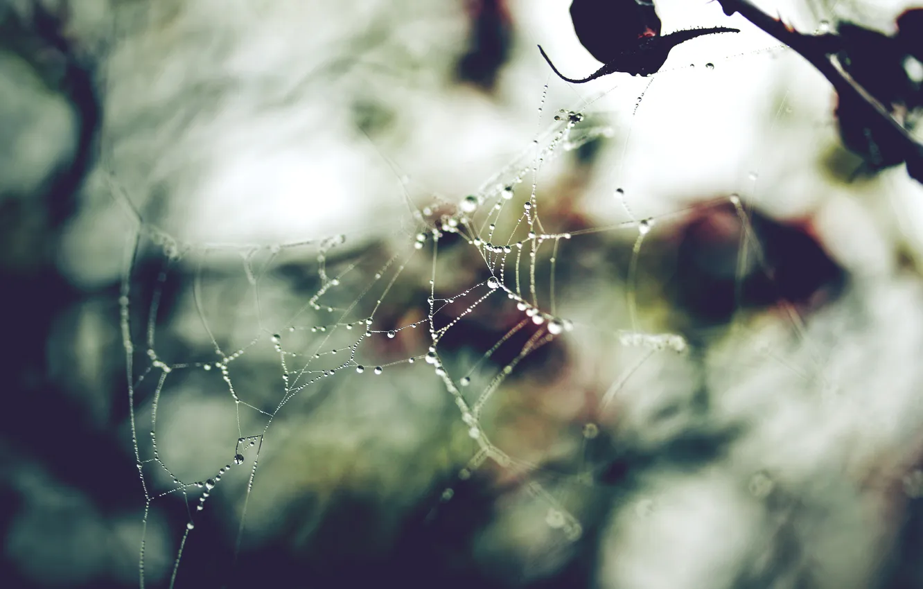 Photo wallpaper autumn, forest, drops, macro, light, branches, nature, glare