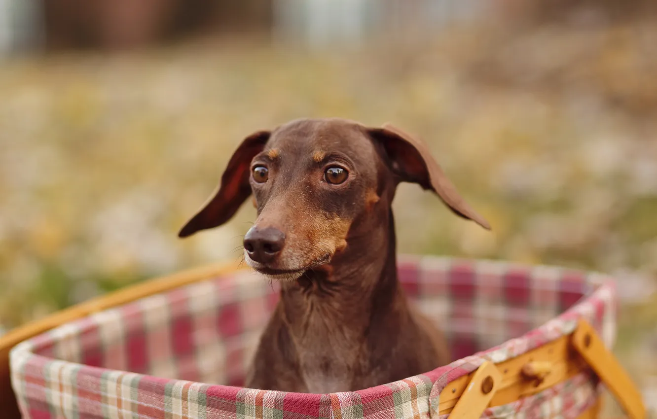 Photo wallpaper background, box, dog