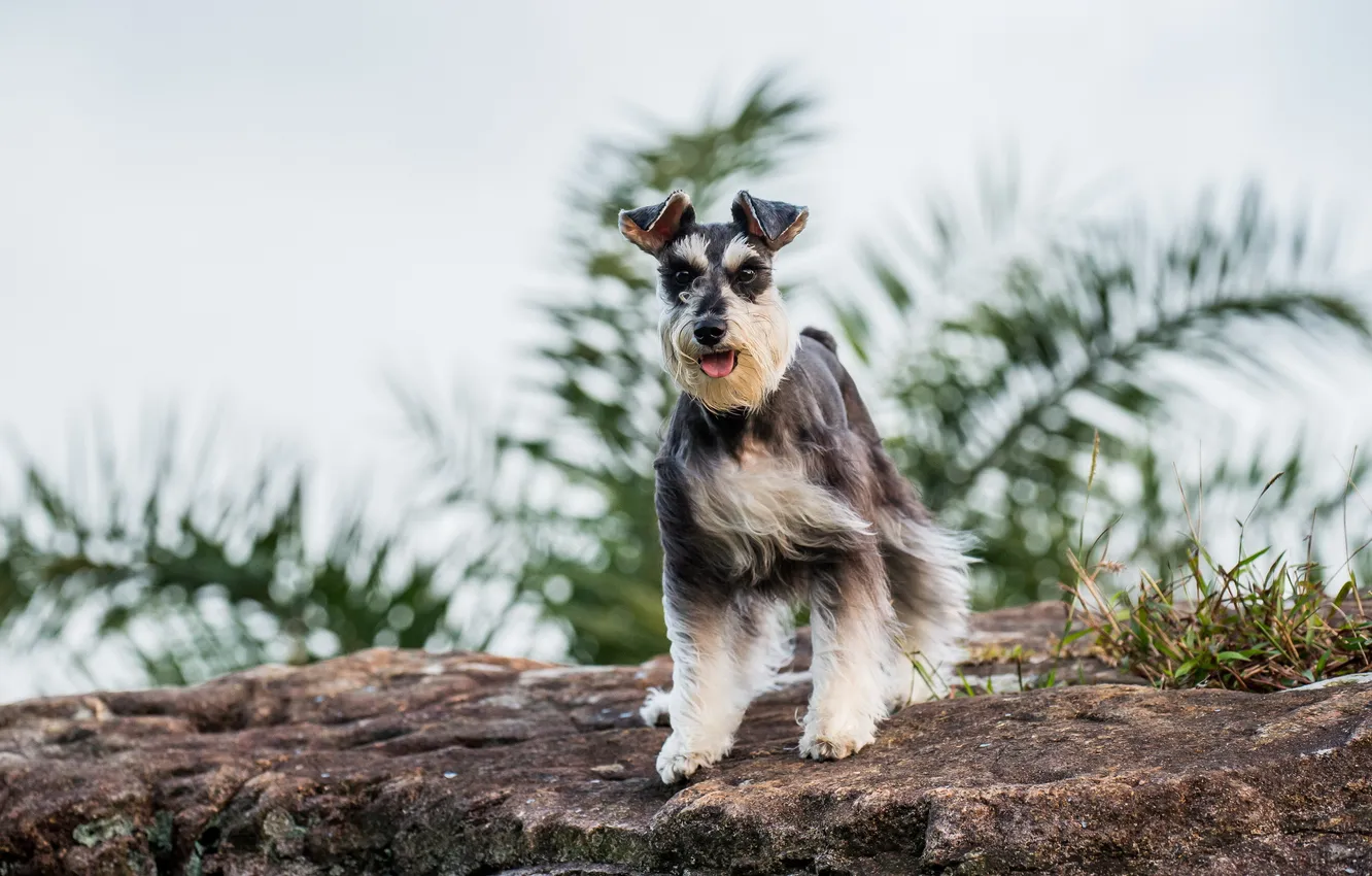 Photo wallpaper look, each, dog