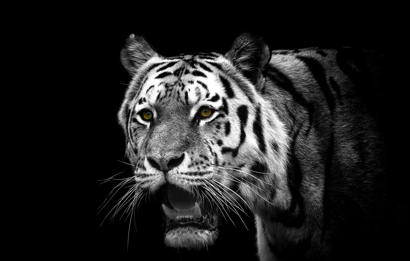 Photo wallpaper nature, tiger, style, background