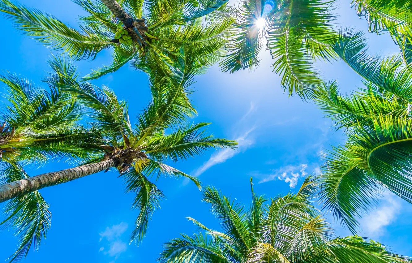Photo wallpaper beach, summer, the sky, palm trees, summer, beach, sky, beautiful