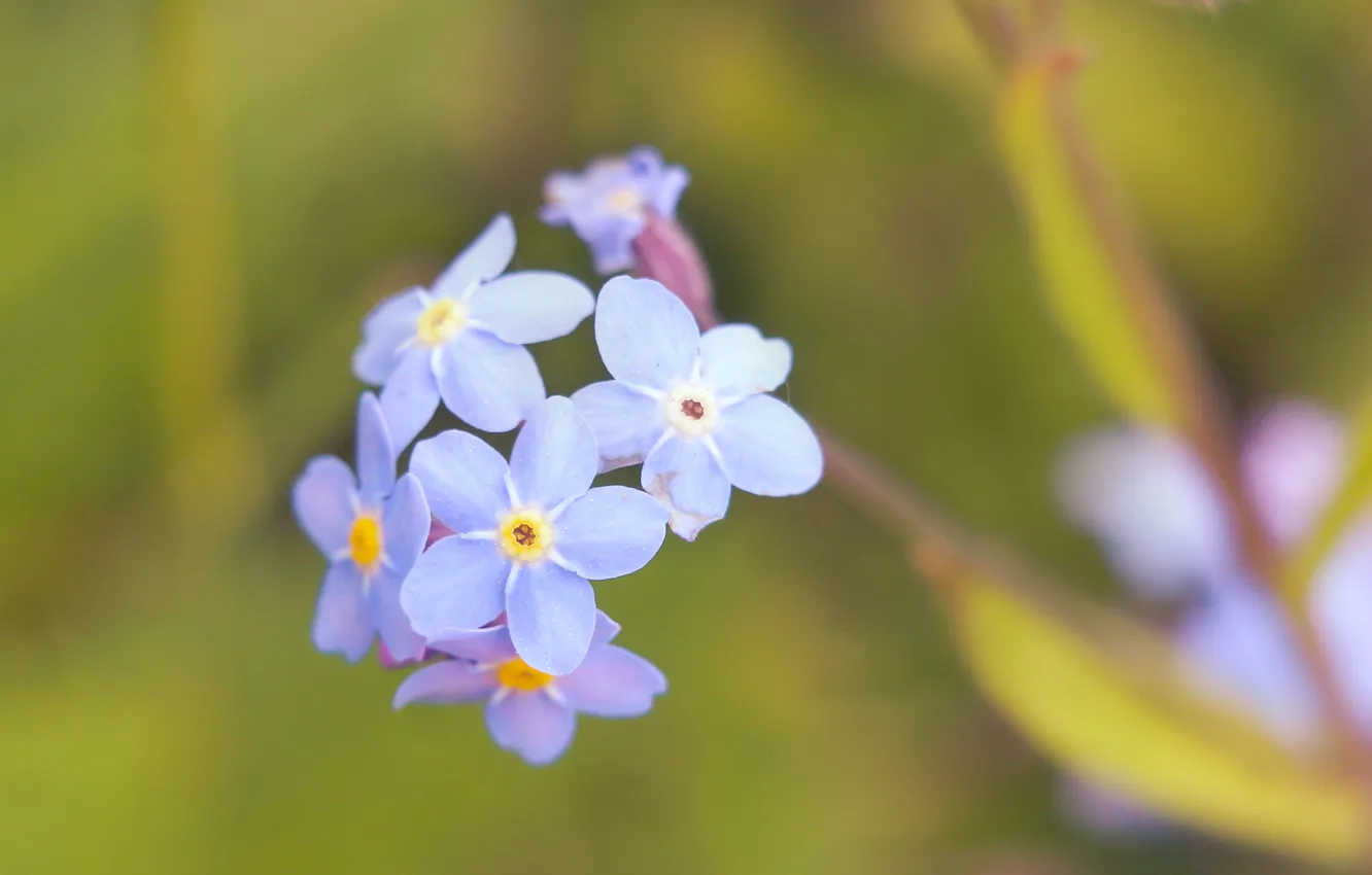 Photo wallpaper blue, blooming, forget-me-not