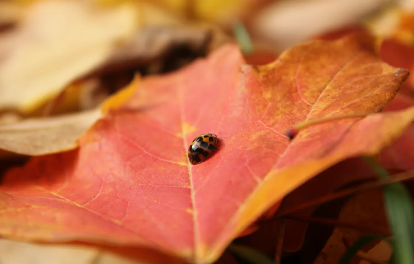 Photo wallpaper leaves, ladybug, beetle, insect, maple