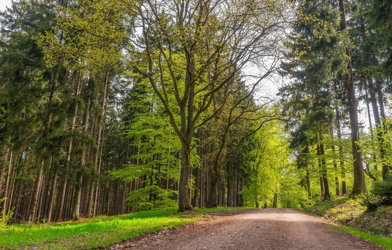 Photo wallpaper road, summer, trees