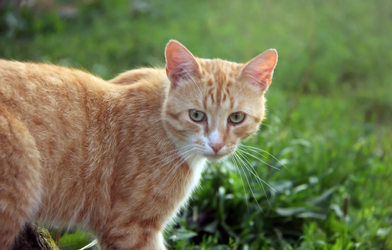 Photo wallpaper cat, summer, the sun