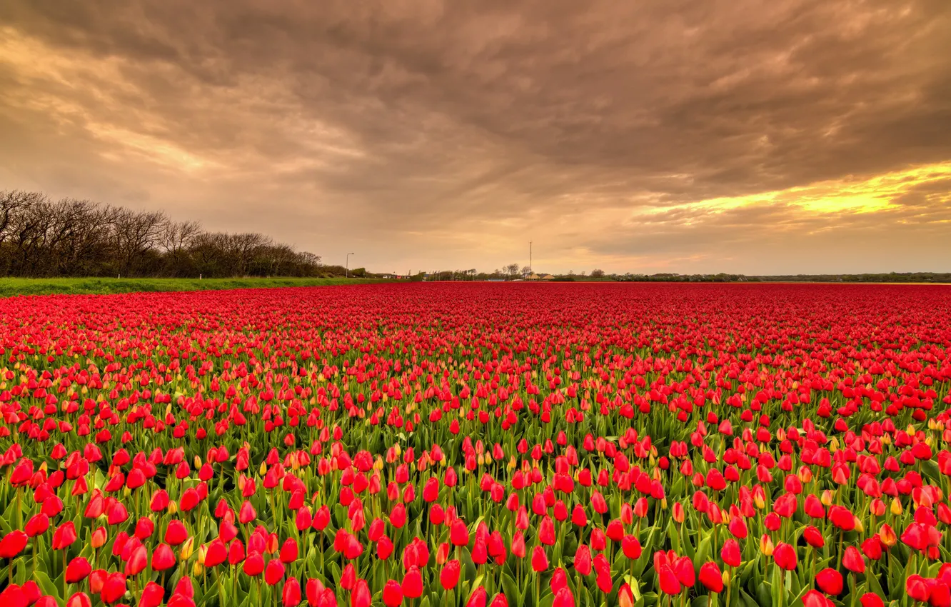 Photo wallpaper field, the sky, clouds, flowers, tulips, red, buds, a lot