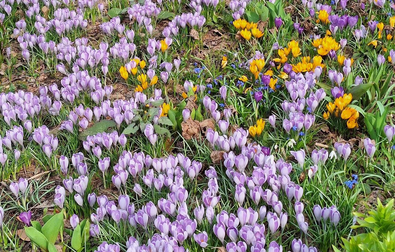 Photo wallpaper Flowers, Kolory, Crocuses