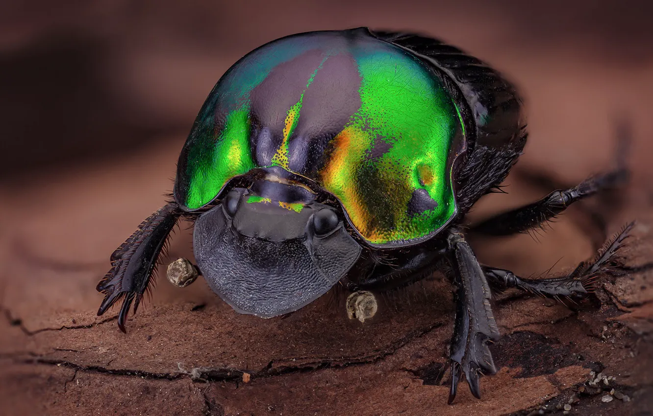 Photo wallpaper look, macro, green, beetle, insect, bark