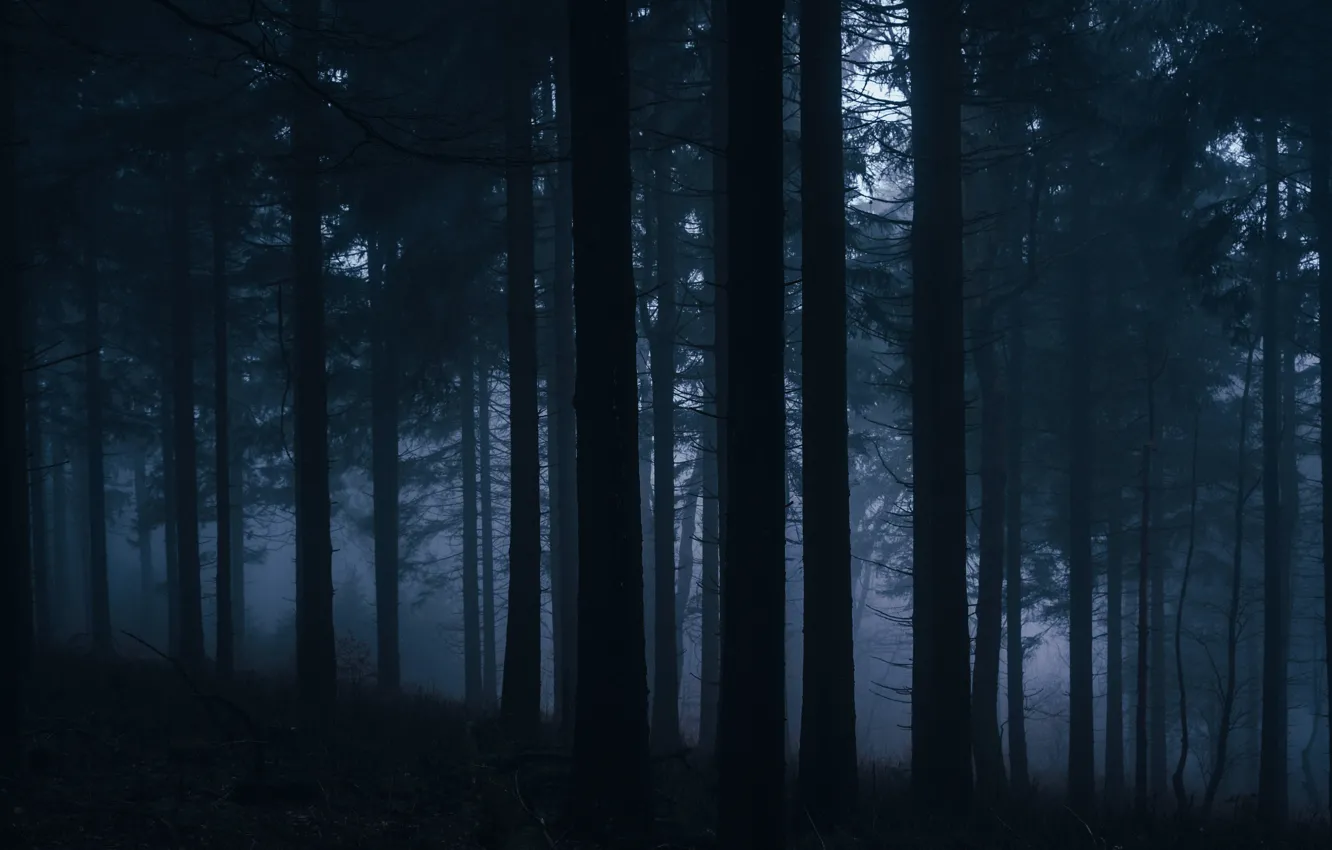 Photo wallpaper forest, trees, nature, fog, Germany, Germany, Feldberg, mount Feldberg