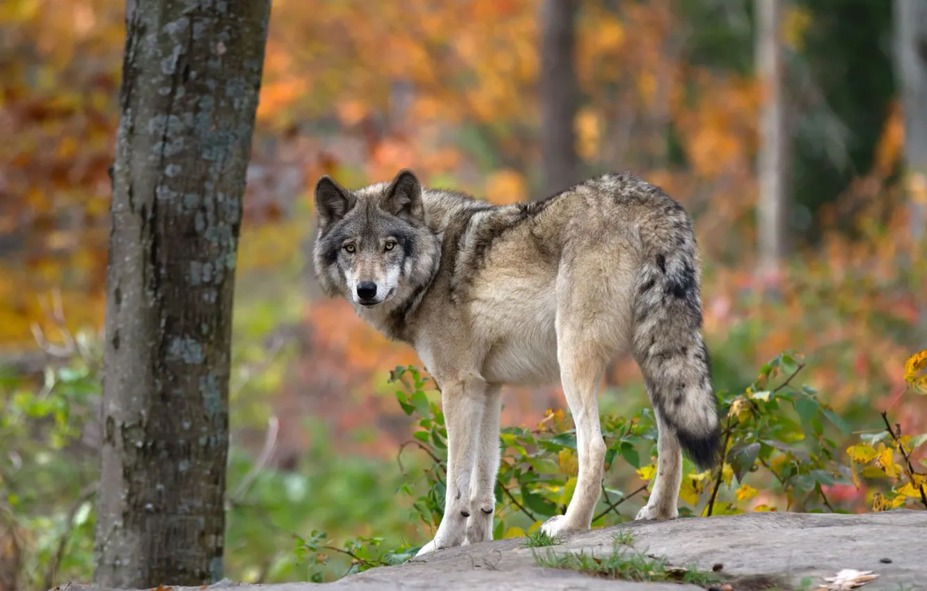 Photo wallpaper nature, face, animal, wolf, wildlife, head, fur, mammal