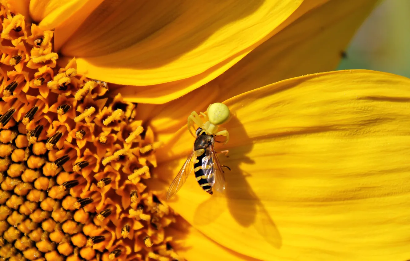 Photo wallpaper flower, yellow, sunflower, spider, spider, flower, yellow, sunflower