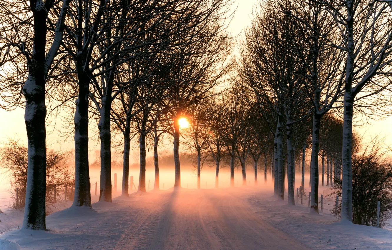 Photo wallpaper winter, road, the sun, light, trees, nature
