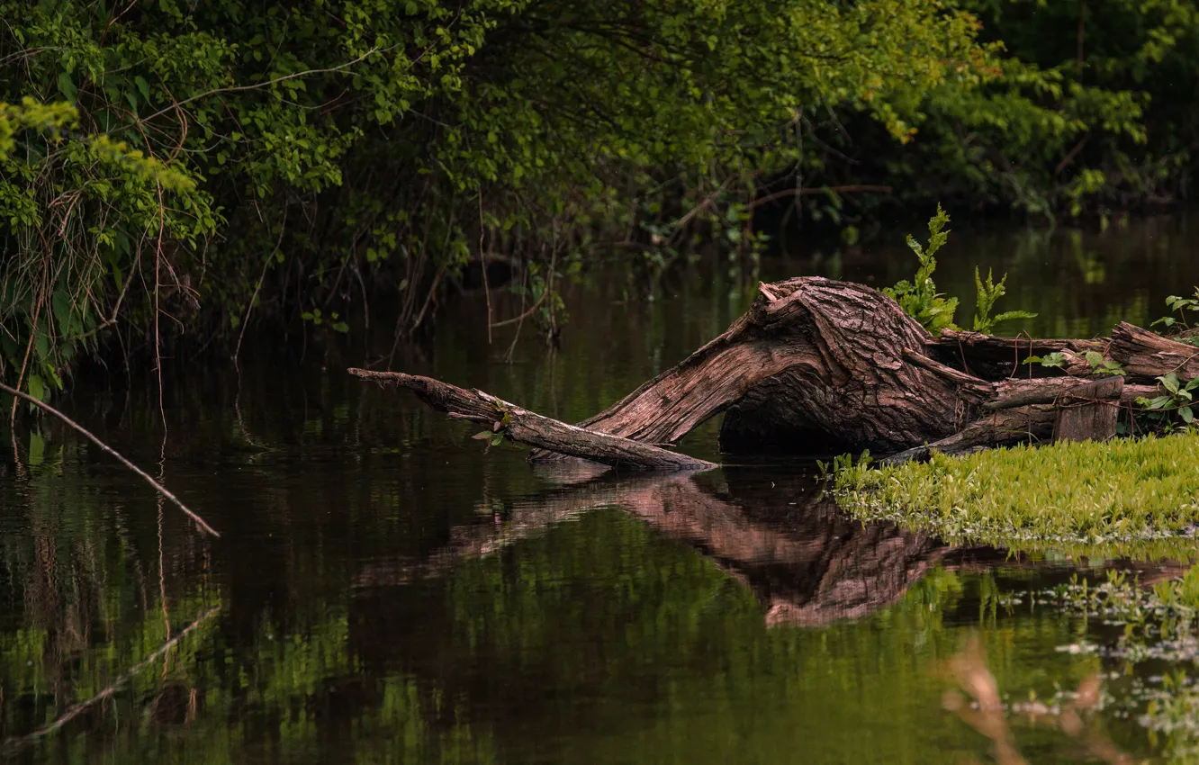 Photo wallpaper reflection, nature, log, shore, the bushes, foliage, lake, greens