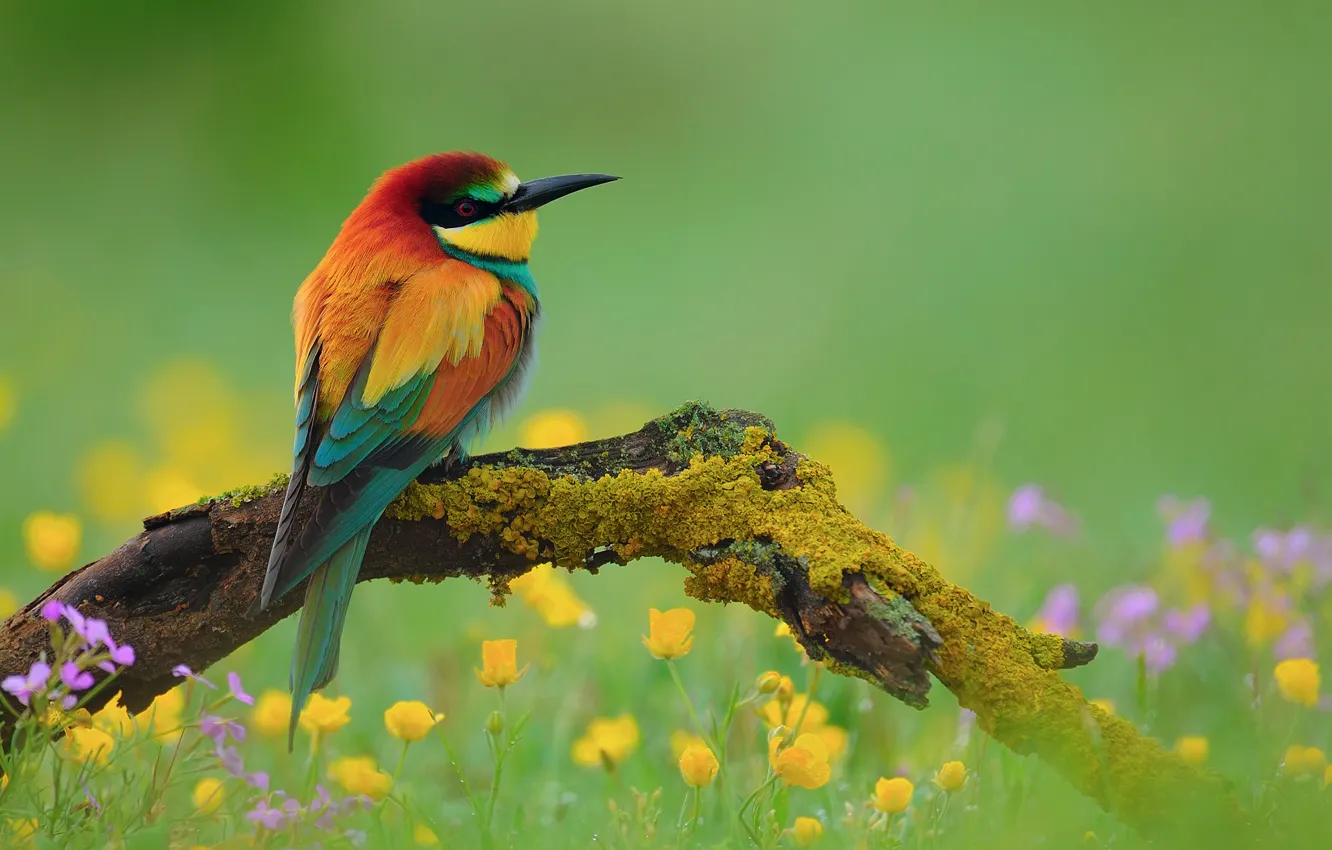 Photo wallpaper flowers, branches, bird, Golden bee-eater, peeled