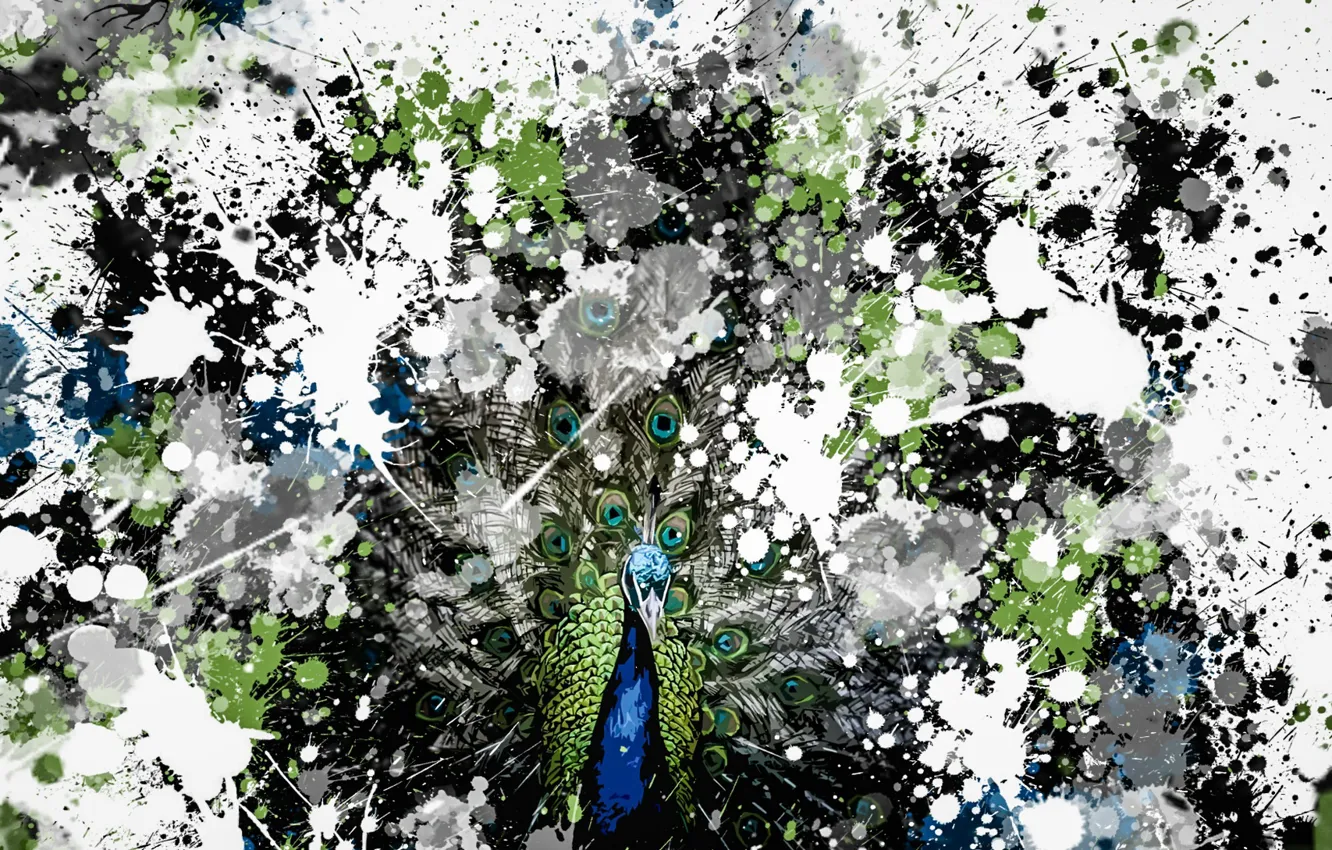 Photo wallpaper background, bird, peacock