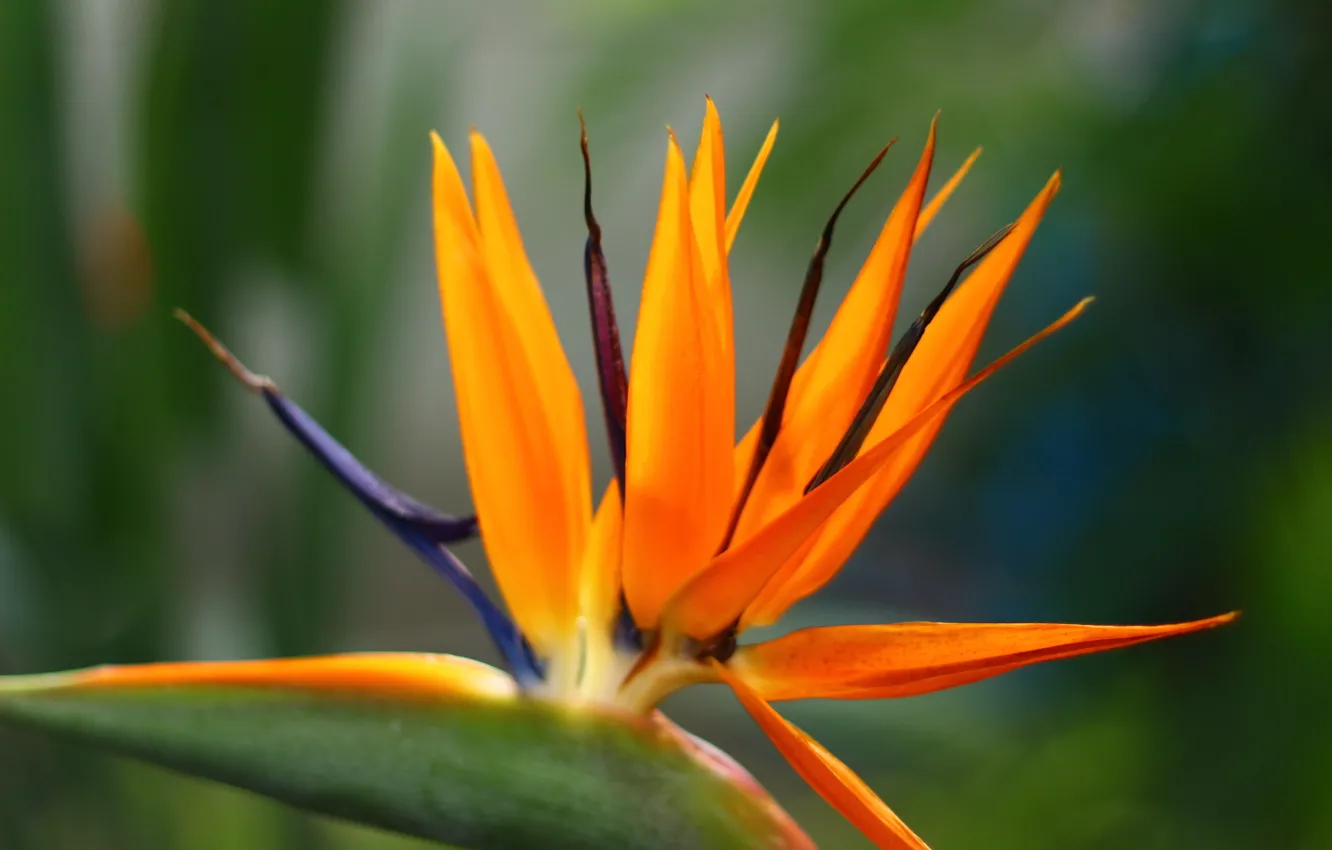 Photo wallpaper flowers, nature, plant