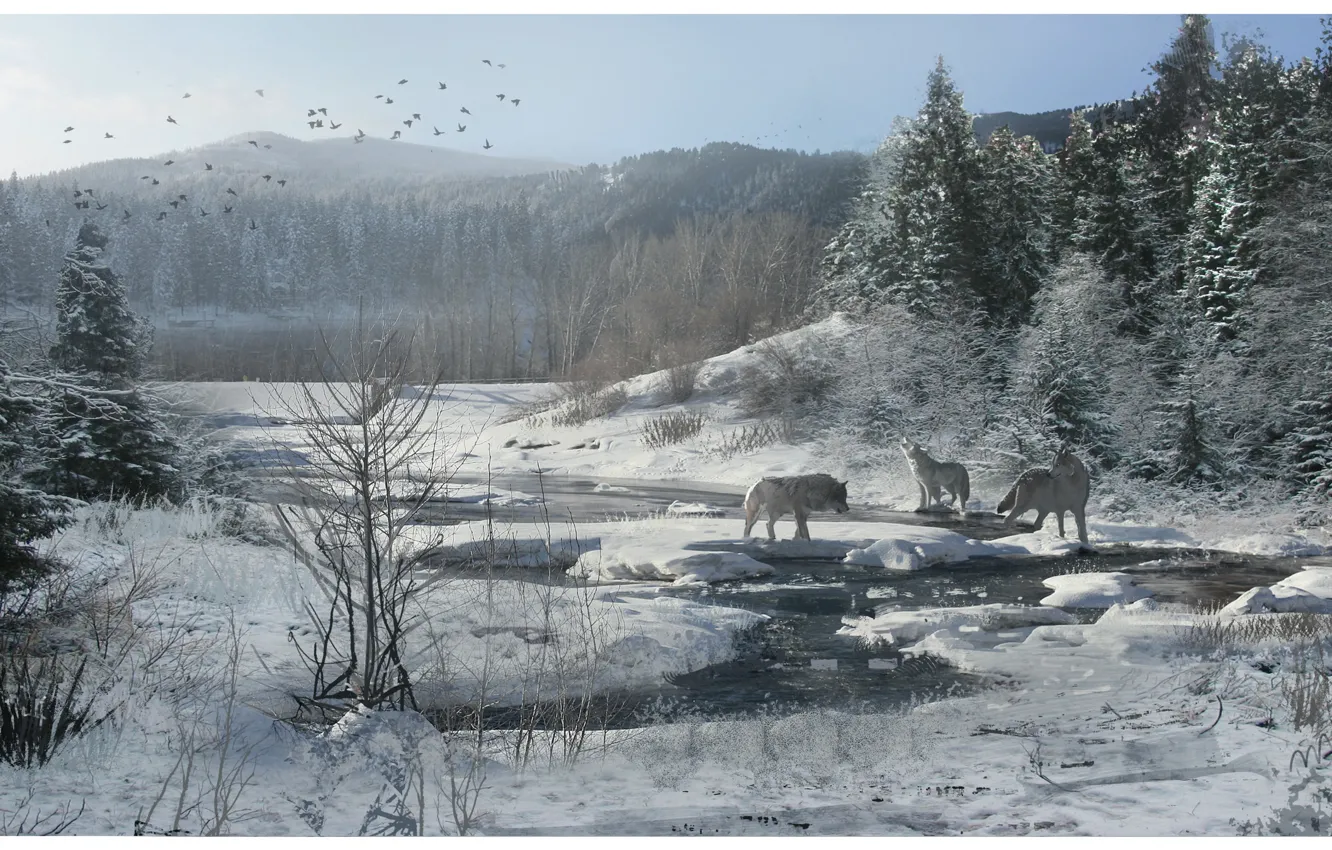 Photo wallpaper winter, forest, snow, stream, wolves